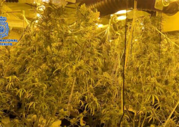 Plantación de marihuana en una vivienda de lujo de Almoradí