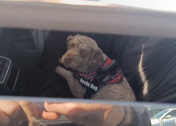 Perro encerrado en un coche aparcado en el parking del Circuit Ricardo Tormo