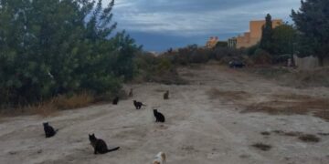 Colonias felinas en las obras del PAI Bellas Artes de Altea