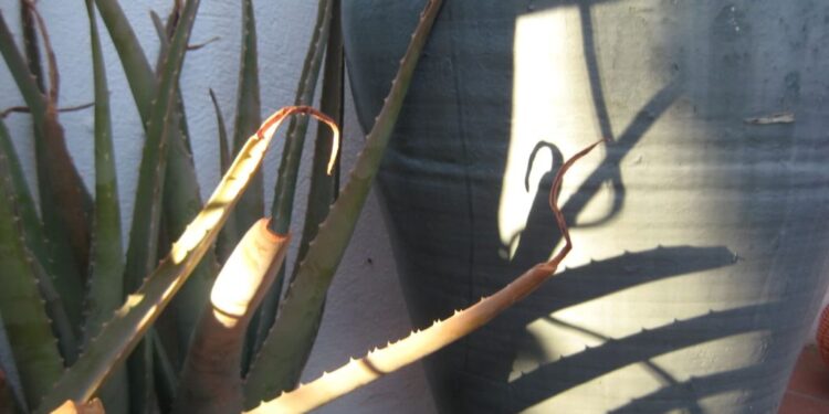 Pareidolia hipercúbica. Carlos Maiques en el IVAM