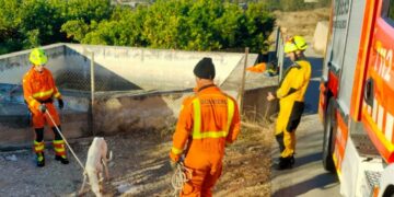 Rescate de una podenca en una balsa de riego de Benicolet