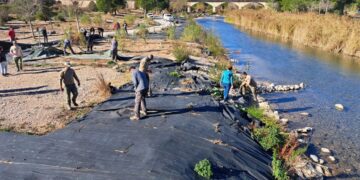 Retirada de cañas de la ribera del Turia en Vilamarxant