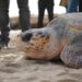 Tortuga liberada en una de las playas del Parque Natural de la Serra d'Irta