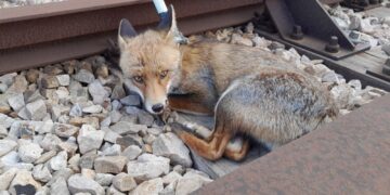 zorro rescatado Alberic Castelló