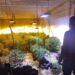Plantación de marihuana en una vivienda de Altea
