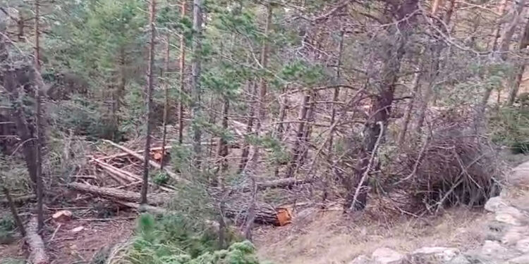 Tala de pinos grandes en el Penyagolosa