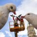 Dos palomas, una rama de olivo, de Escif y Pere Baenas