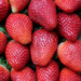 Fresas