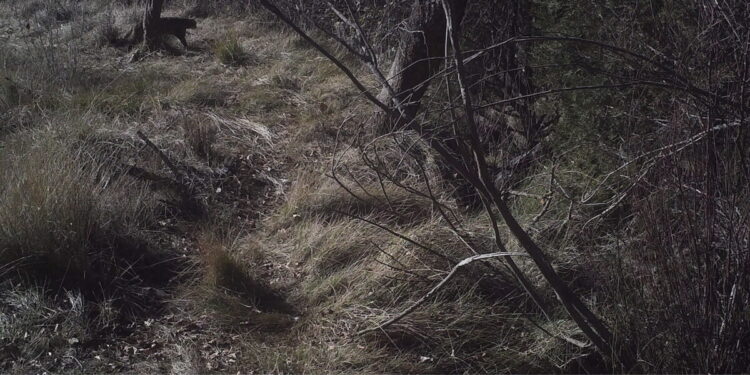 Un gato salvaje captado por foto trampeo