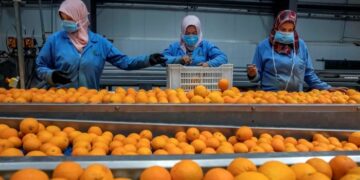 Los cítricos de Egipto podrían estar haciendo dumping comercial en el mercado comunitario