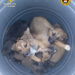 perros abandonados rescatados por Guardia Civil en Almoines