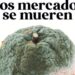 campaña naranja podrida