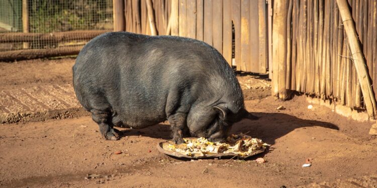 Foto recurso cerdo vietnamita