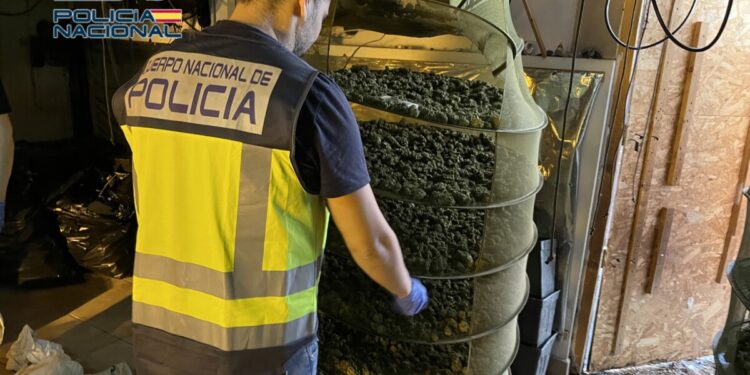 plantación marihuana desmantelada Torrent