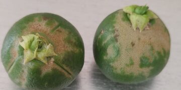 Un nuevo trips ataca los cítricos y el caqui