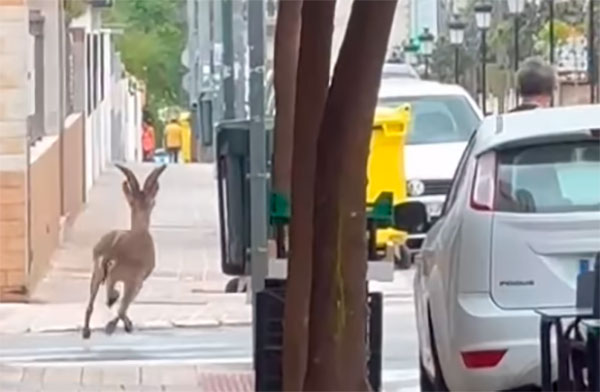 Cabra montesa en el centro de L'Eliana