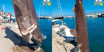 Tiburón encontrado en Altea