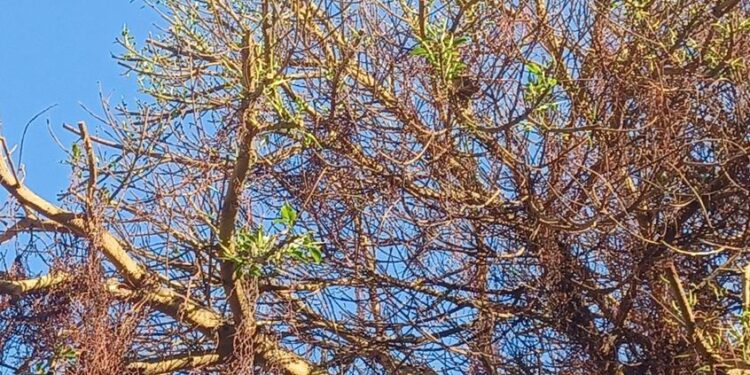 Ficus de la plaza de España recuperado