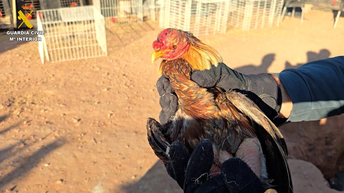 Gallos maltratados en una vivienda de Bétera