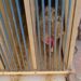 Gallos encontrados en Bétera con síntomas de maltrato animal