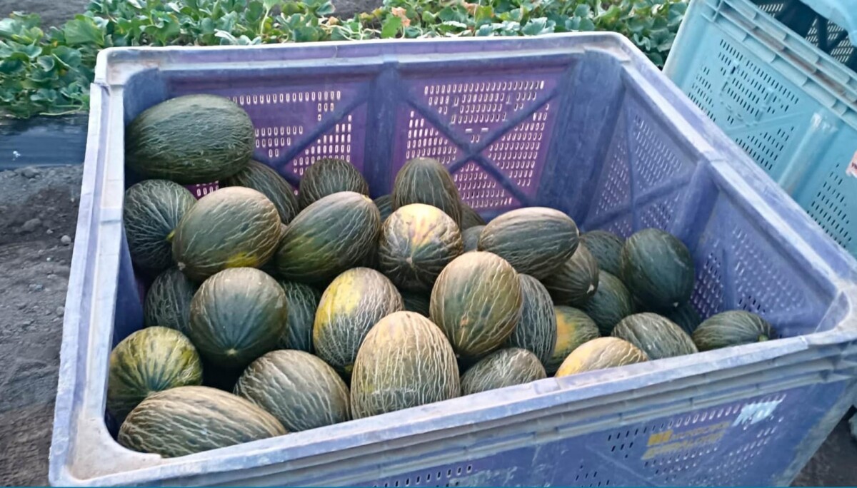 Melones robados Almenara