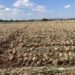 Campo de cebollas sin recoger