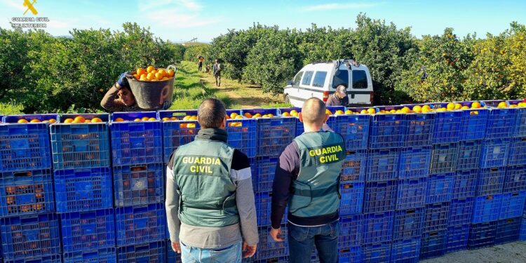 Operación de la Guardia Civil contra el robo de naranjas