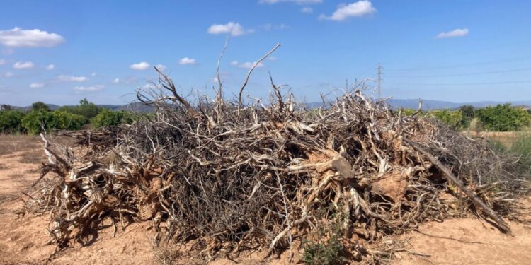 Restes poda seques en camp