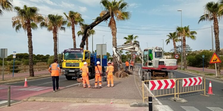 Trasplante de palmeras en la CV-821 a su paso por Mutxamel