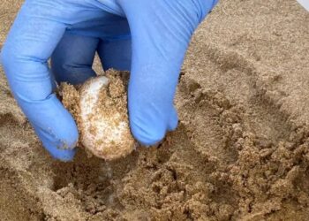 Primera puesta de huevos de tortuga en una playa de Elche