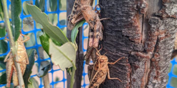 Plaga de saltamontes en Requena
