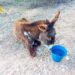 Investigan al dueño de una burra que murió por abandono en Estubeny