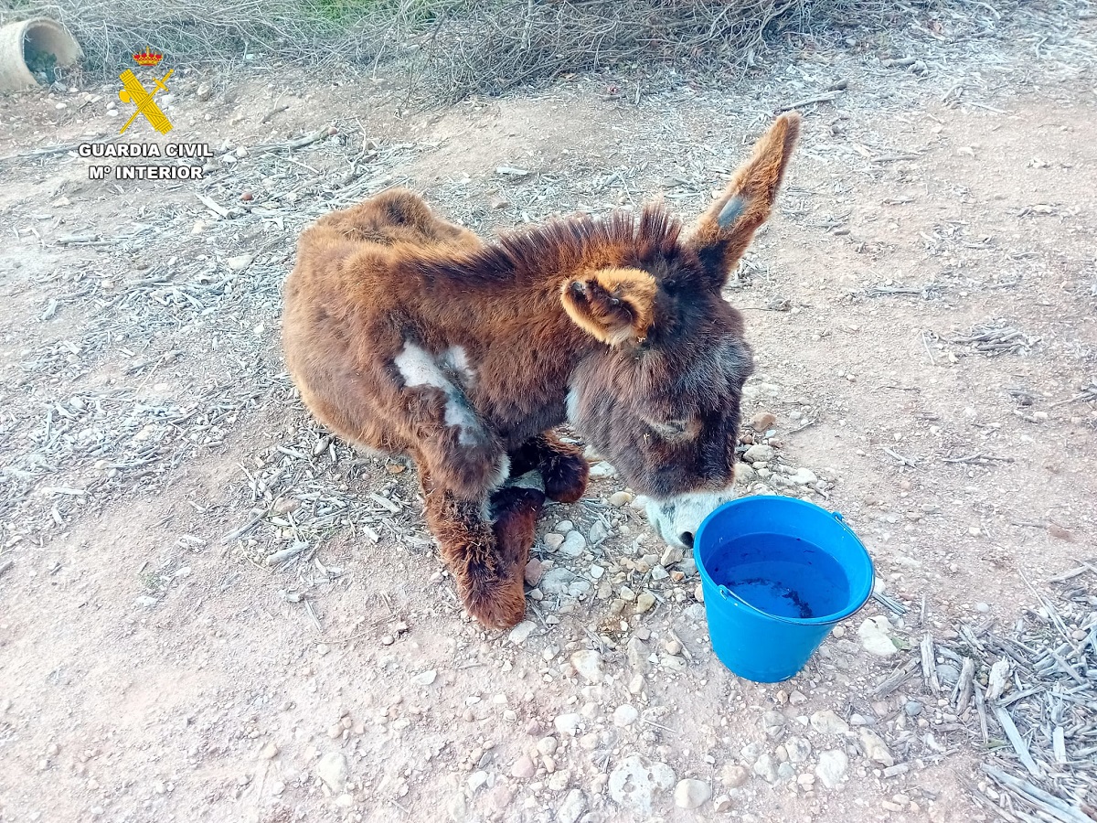 Investigan al dueño de una burra que murió por abandono en Estubeny