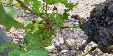 Daños de los saltamontes en Requena