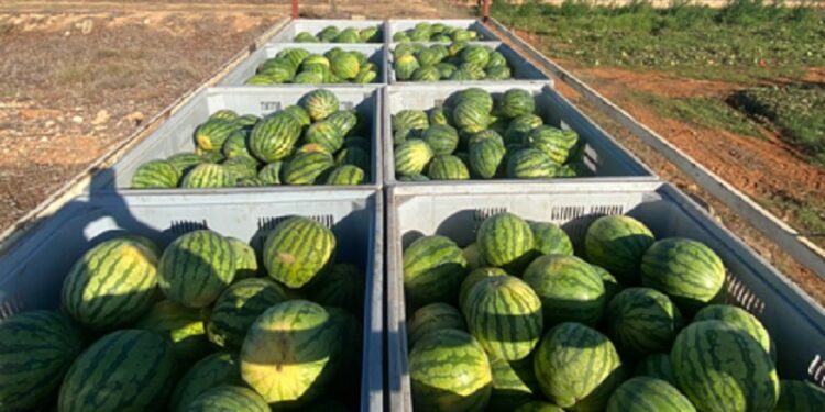 Sandías recién recolectadas