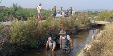 Optimismo en la recuperación del petxinot en el marjal de Almenara