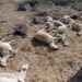 Muerte de 30 ovejas en Benifaió