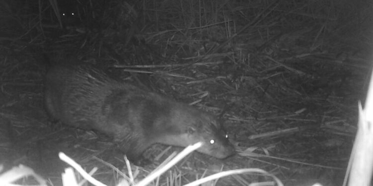 Nutrias en la desembocadura del río Millars