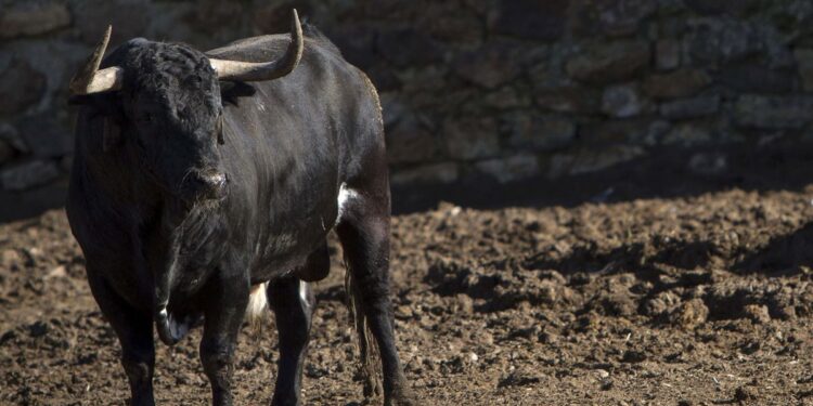 Un toro bravo.Archivo/ EFE/Román Ríos.