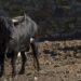 Un toro bravo.Archivo/ EFE/Román Ríos.