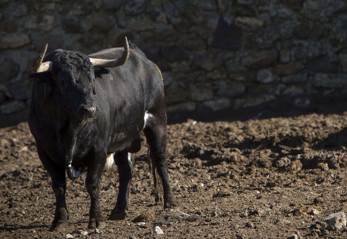 Un toro bravo.Archivo/ EFE/Román Ríos.