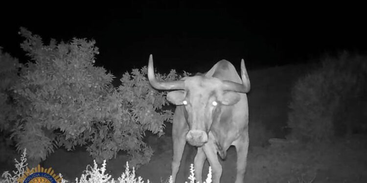 Imagen del toro que se escapó en Almenara (Castellón). EFE/Ayuntamiento de Almenara