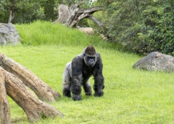 “Conocer para proteger” es el llamamiento de los BIOPARC para salvar de la extinción a los gorilas - El gorila Jitu en la selva ecuatorial de BIOPARC Valencia