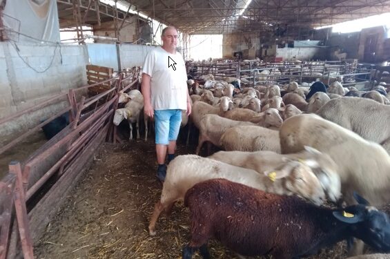 Robo de ovejas de una explotación de Algimia de Alfara