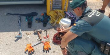 Imagen de los dátiles de mar intervenidos. EFE/Guardia Civil