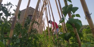 Terra Arrelada en Altura