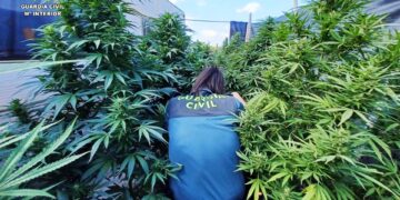 Detenida una pareja tras intervenir un cultivo de marihuana con 136 plantas en Agres