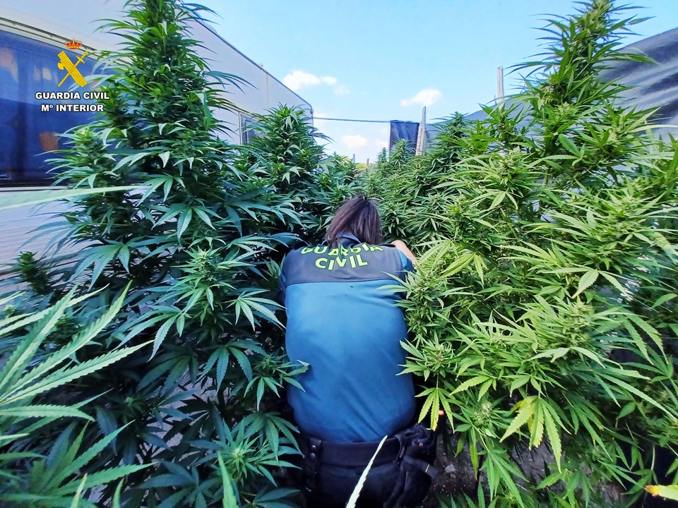 Detenida una pareja tras intervenir un cultivo de marihuana con 136 plantas en Agres