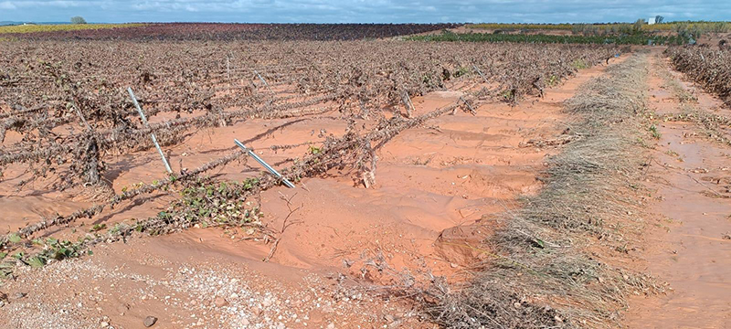 AVA-ASAJA calcula que la DANA genera pérdidas de 1.089 millones de euros en la agricultura valenciana