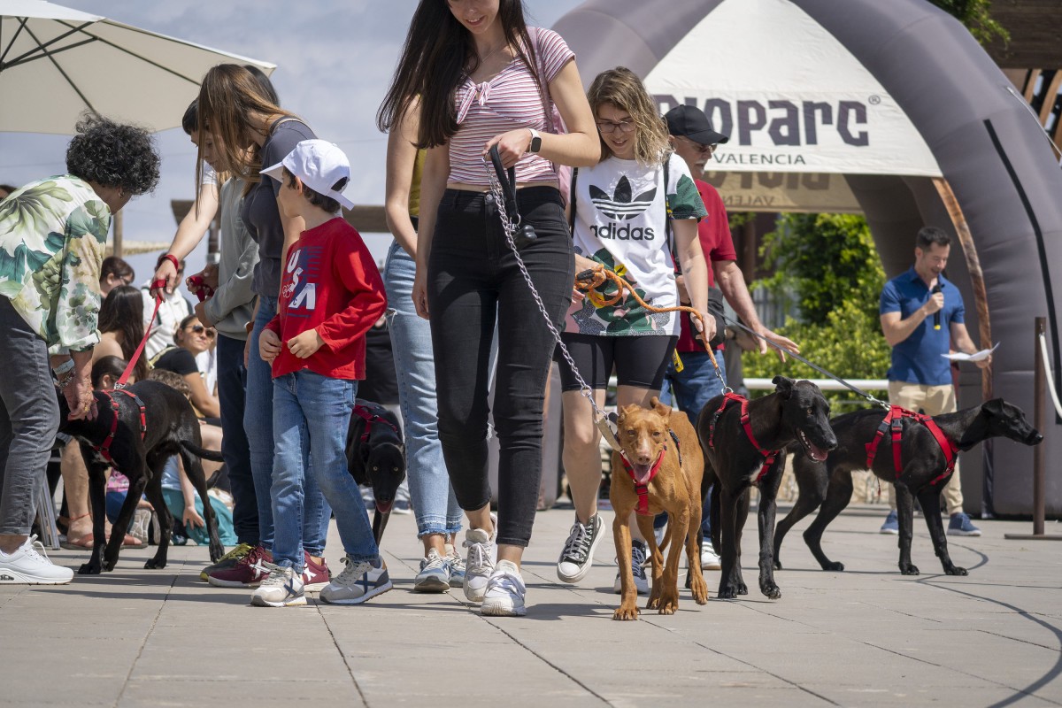 Momentos durante el desfile solidario de perros AUPA - Fundación BIOPARC - Plaza exterior de BIOPARC Valencia
